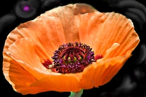 "Poppy" iPhone painting by KathyClem ©2010